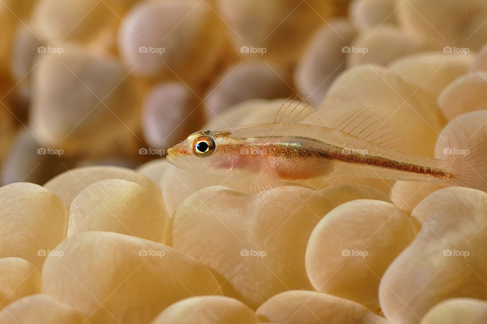nature macro fish life by yahavesh