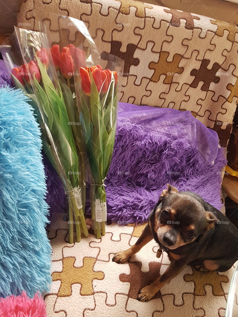 Собака, цветы, подушка