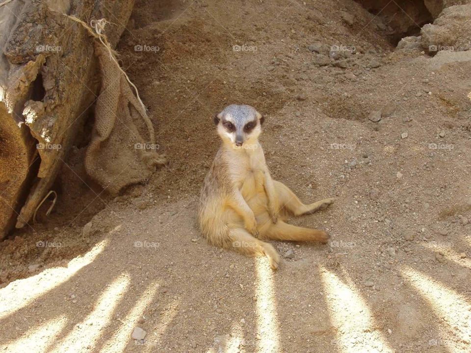 Suricata