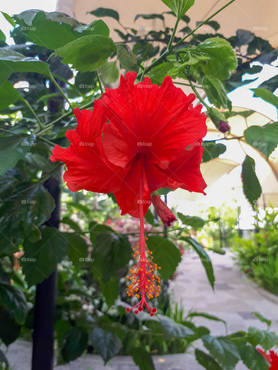 Red flower