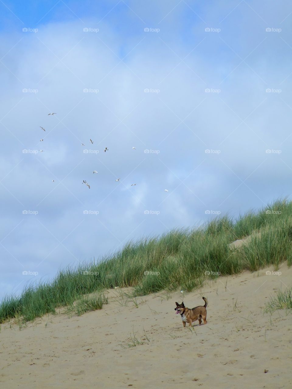 Doggy and seabirds 