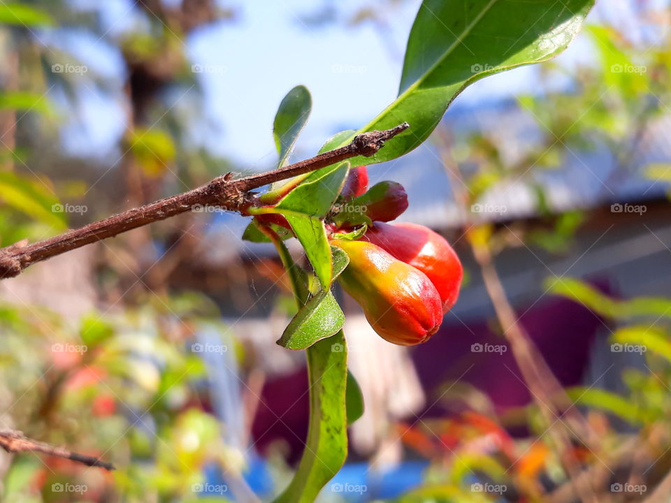 Pomegranate flower