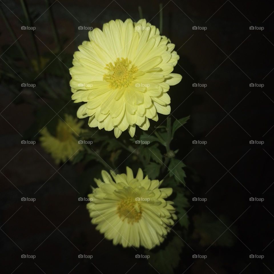 Chrysanthemum