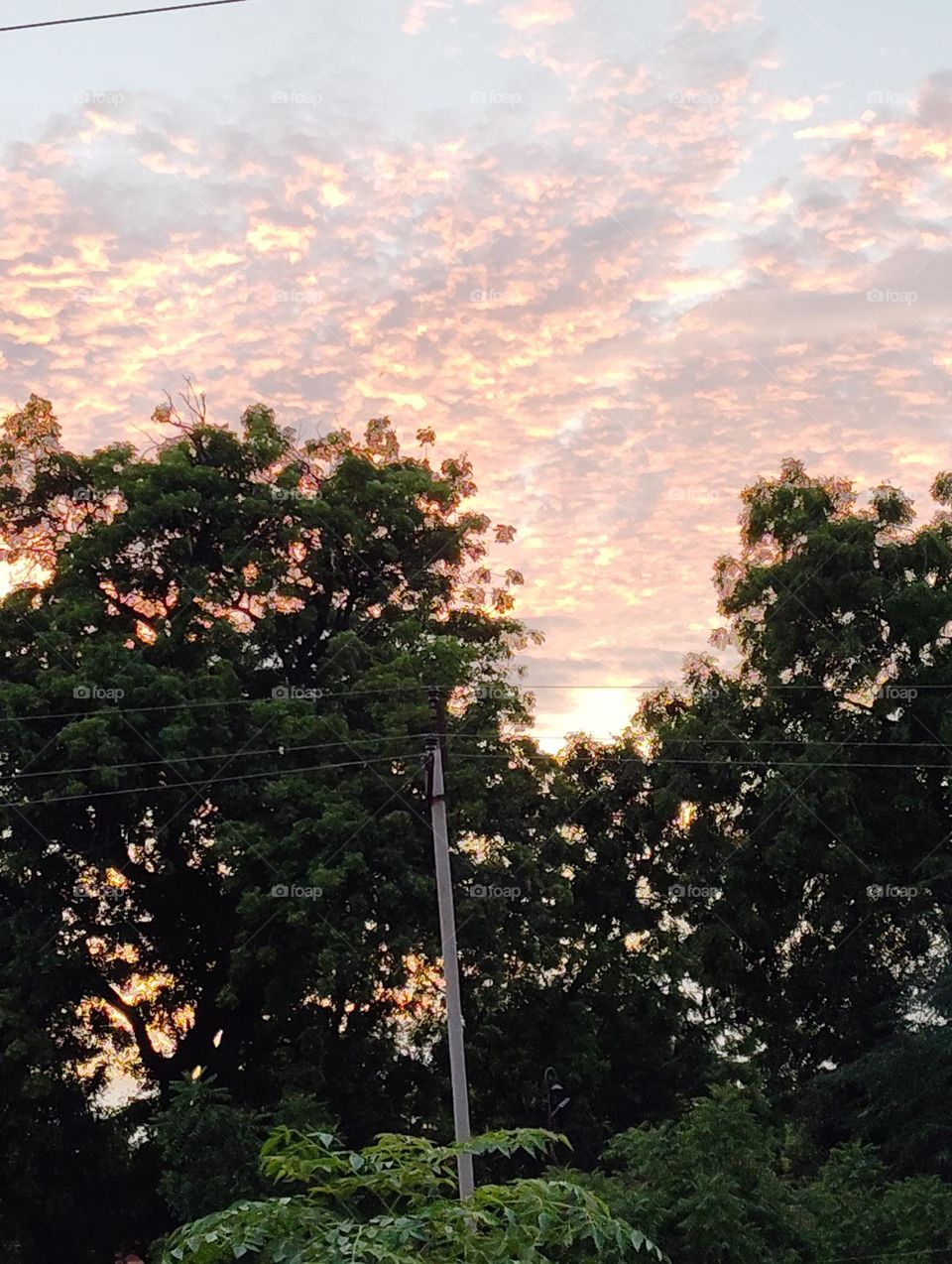 evening secene, scattered clouds sky green trees looks very beautiful, it's going to be sunset, whiteis and yellow clouds scattered