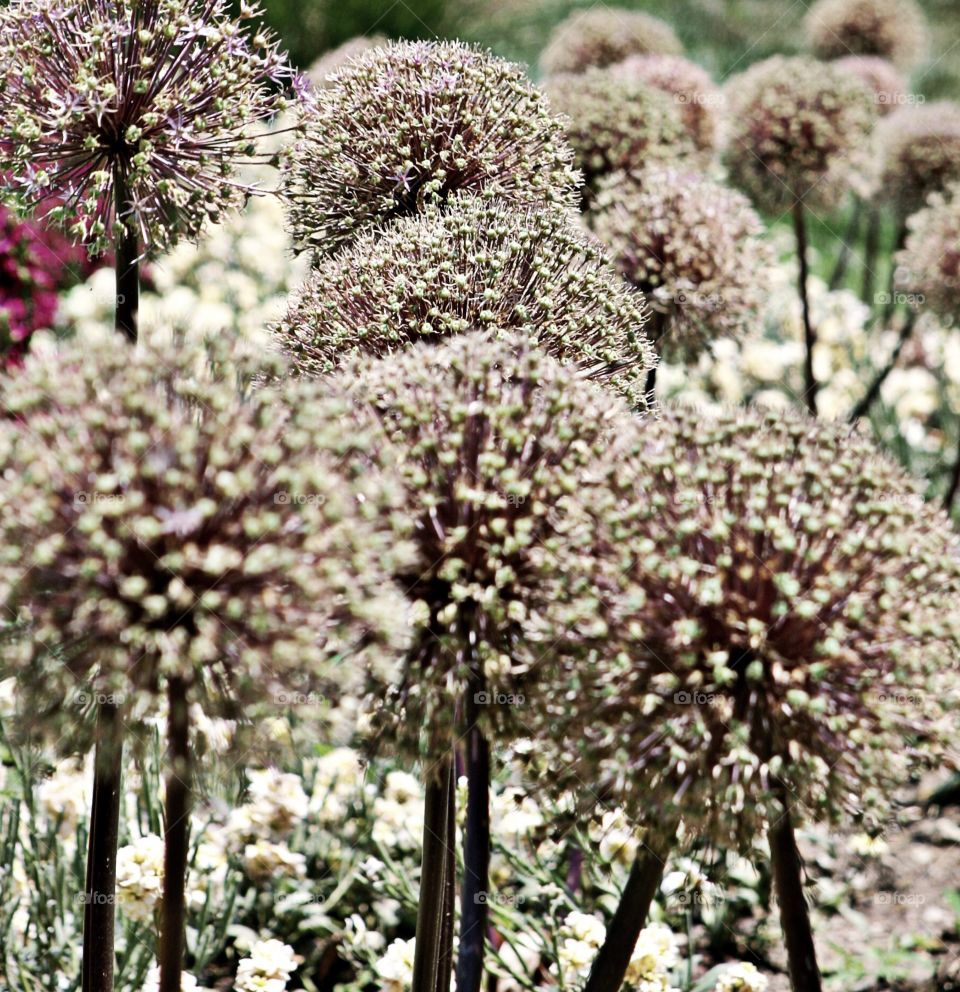 Giant alliums after the blooms have begun to fade take on the appearance of pale pompons on sticks. 