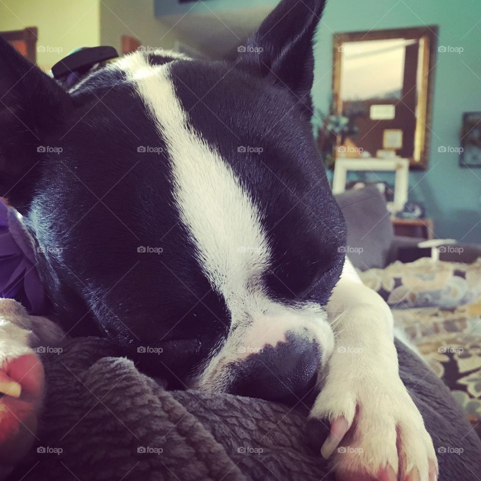 Boston Terrier Asleep on the Top Edge of the Couch