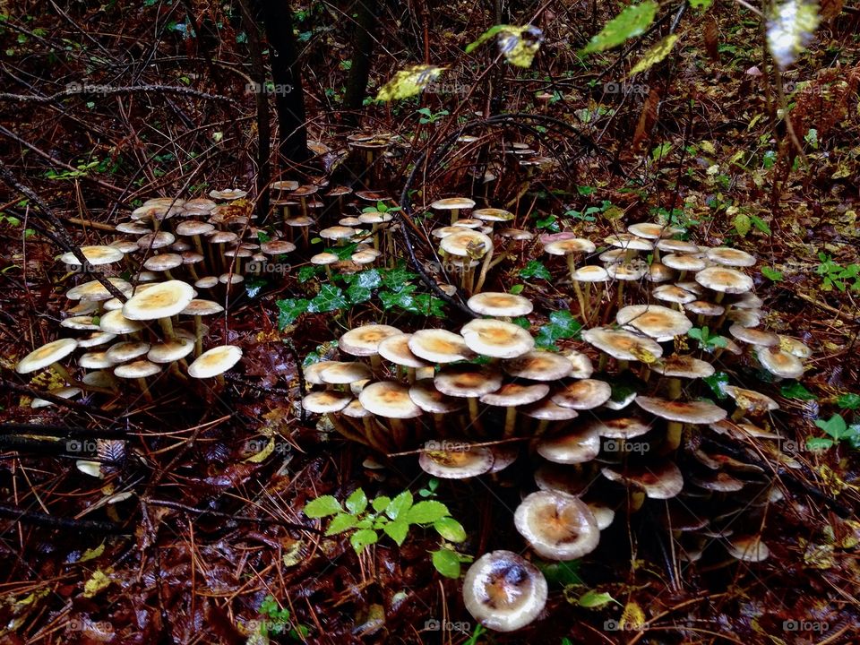 Lots of mushrooms