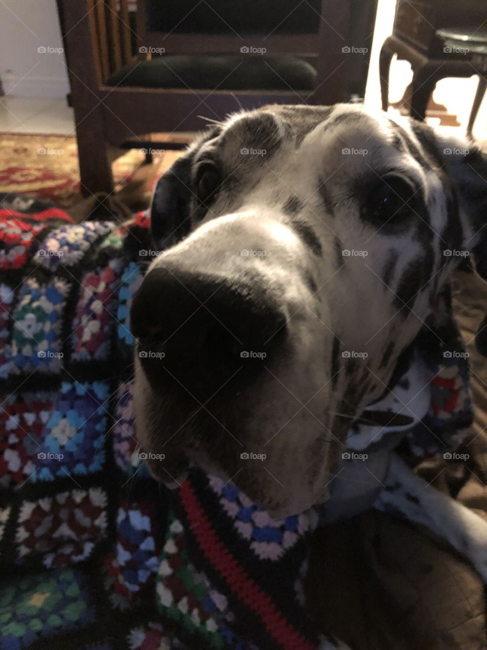 Great Dane Juno Harlequin Ready For Bedtime Awaits Her Dentastix Dog Cookie 