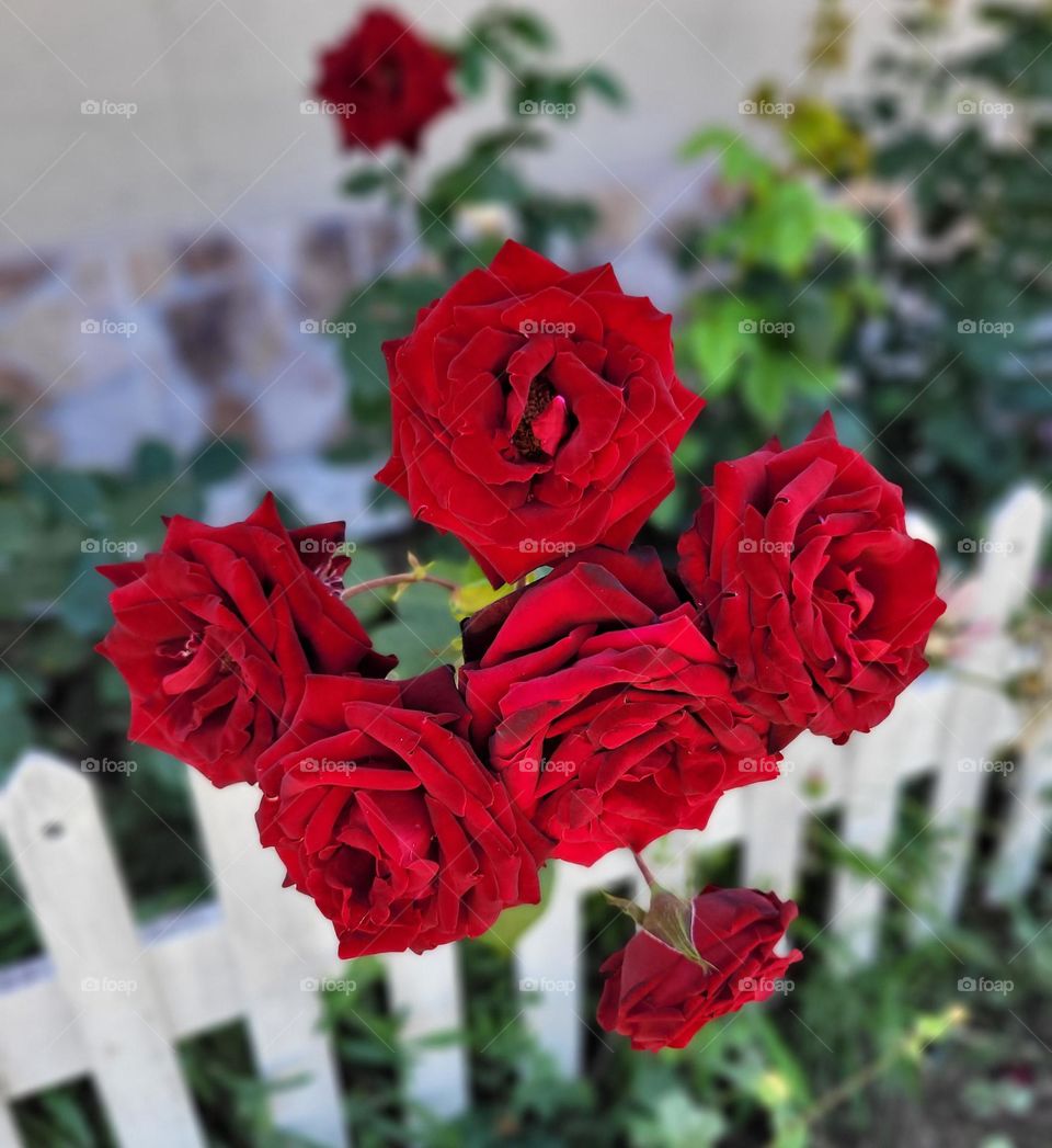 rosas de mi jardín