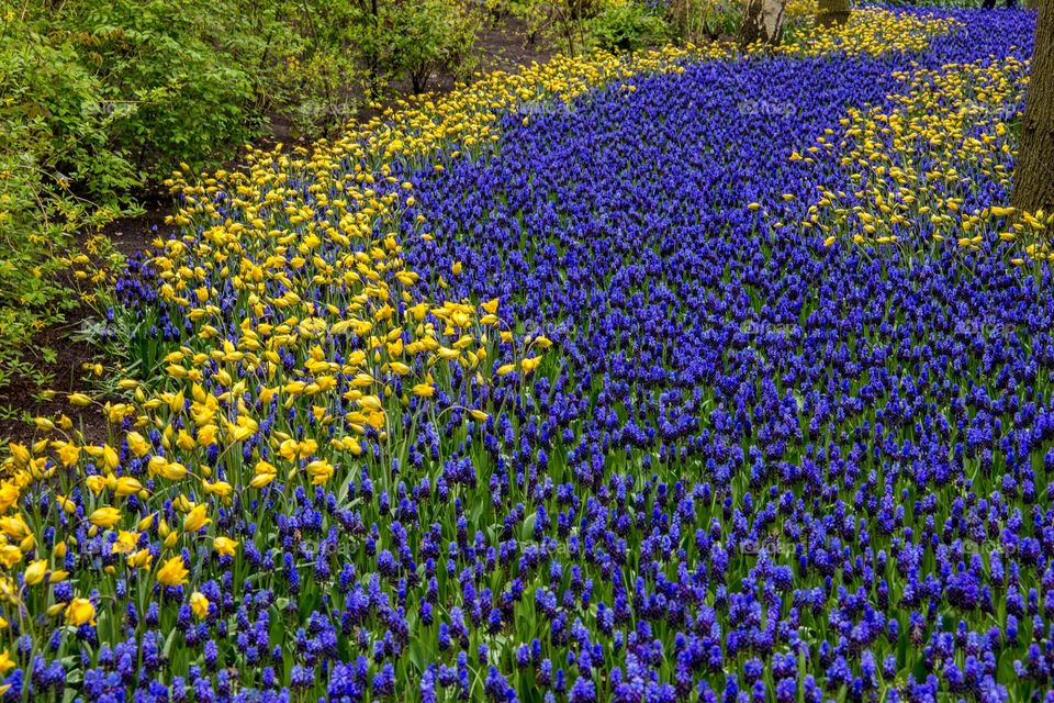 Field of flowers