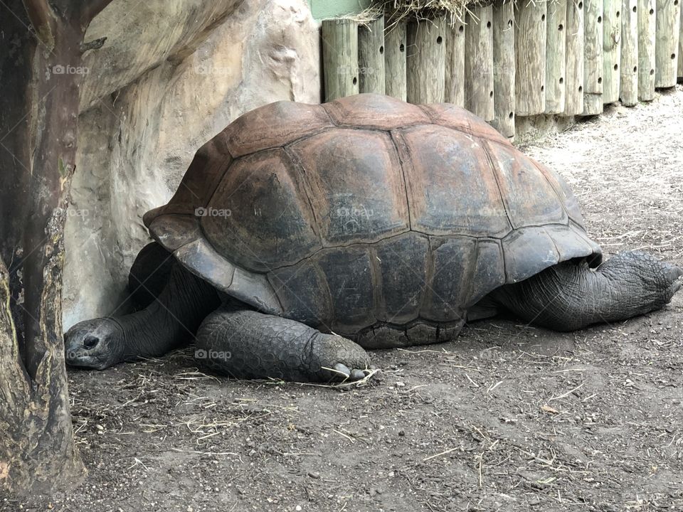 Lazing giant ancient tortoise 
