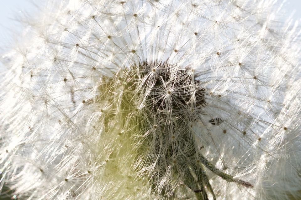 Dandelion
