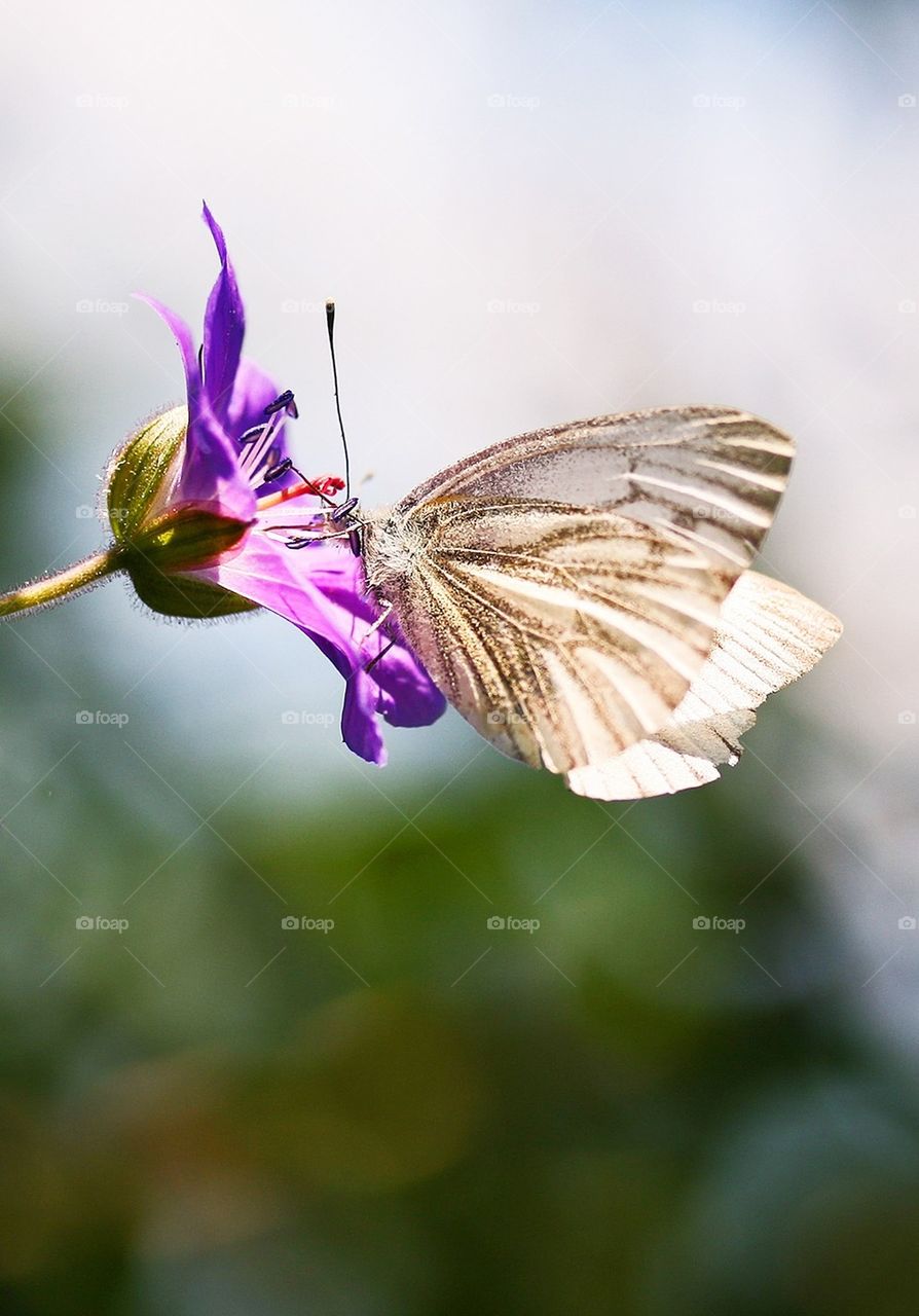 White cabbage butterfly