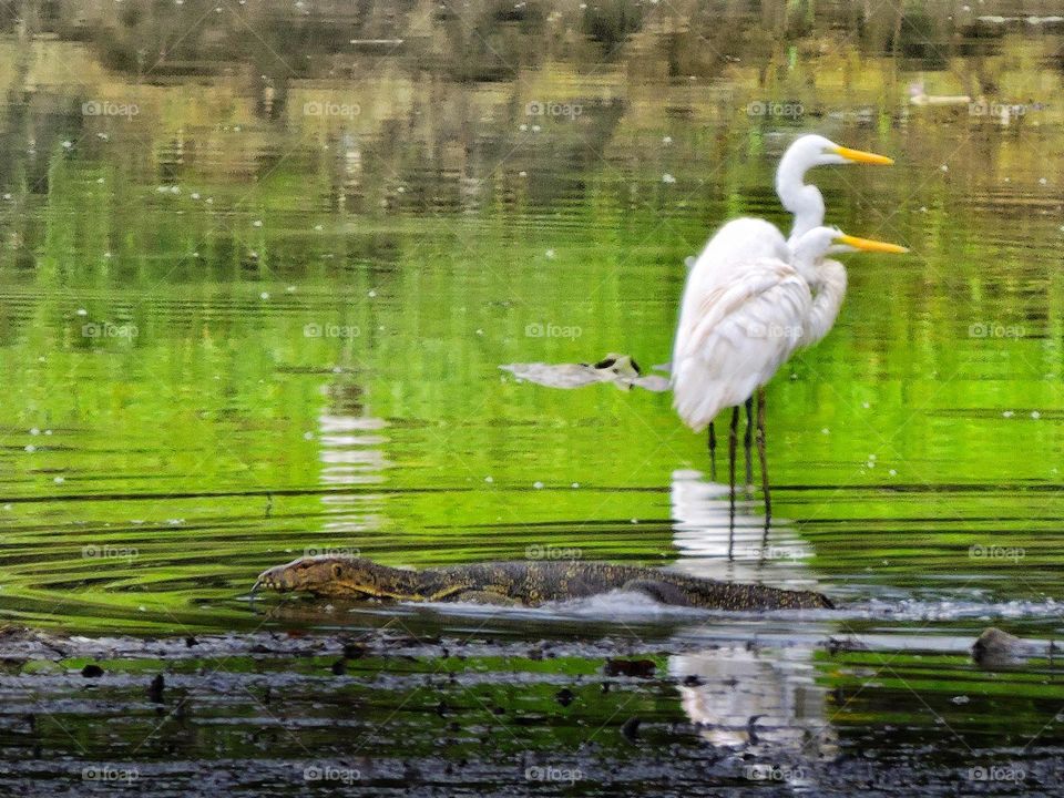 Great egret and the water monitor Lizard