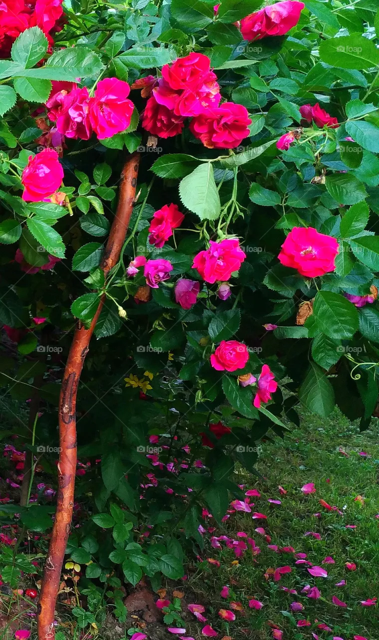 roses