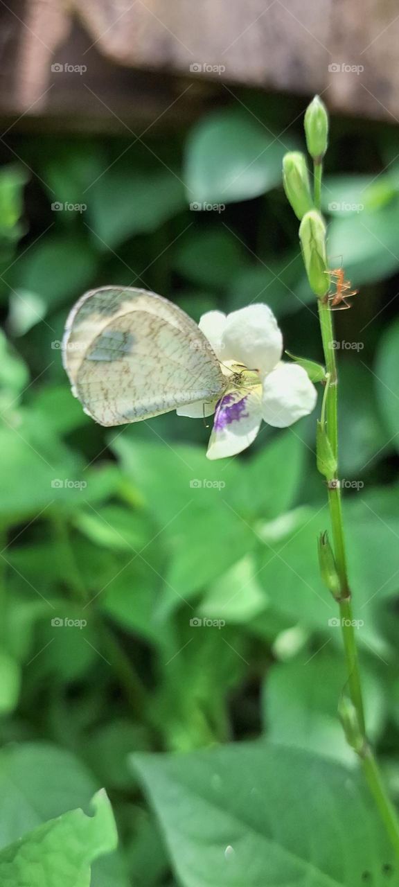 butterfly