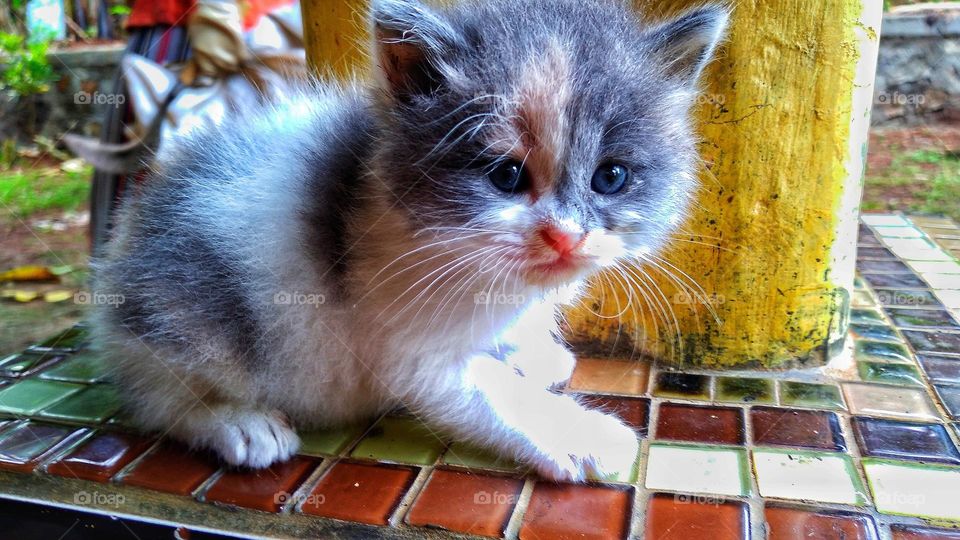Cute kitten sitting on the terrace in the yard