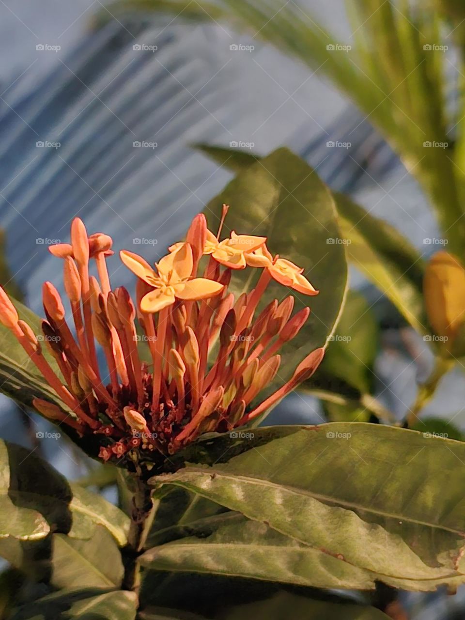 orange flower by the blue wall