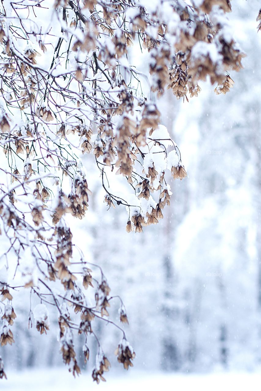 Winter tree 
