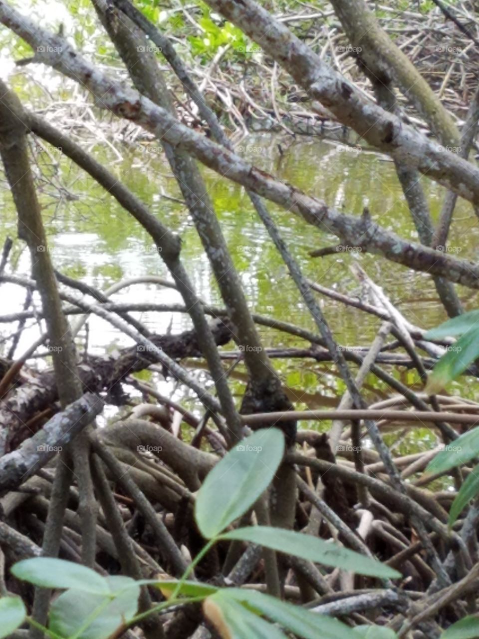 looking through mangroves