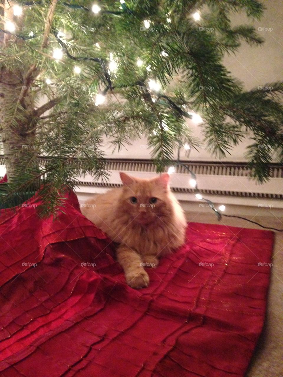 Favorite spot under the Christmas tree