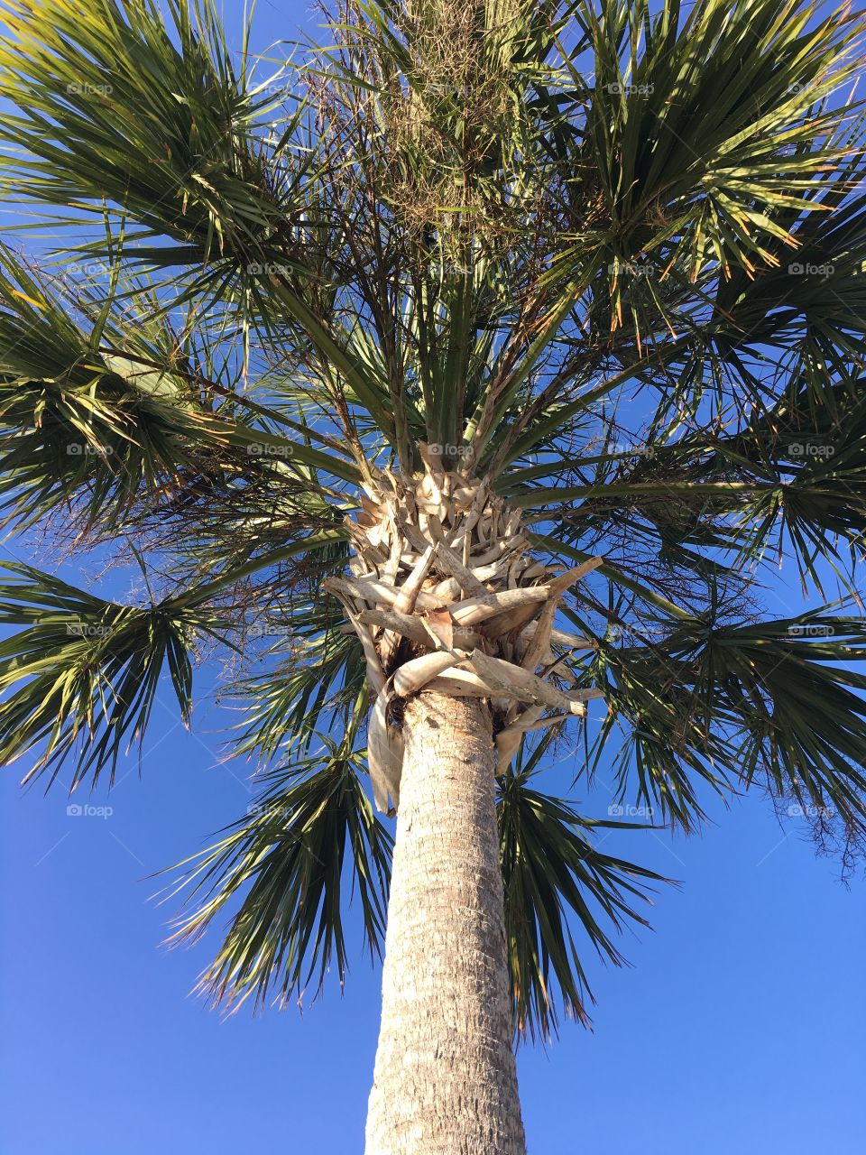 Palm tree against bright blue sky 