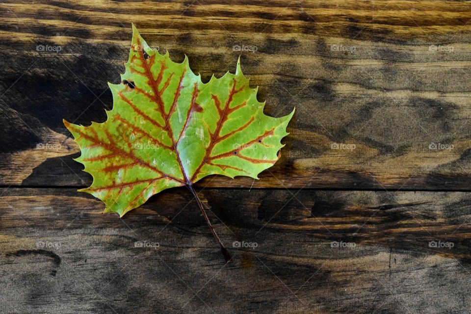 Fall Leaf in Green and Red