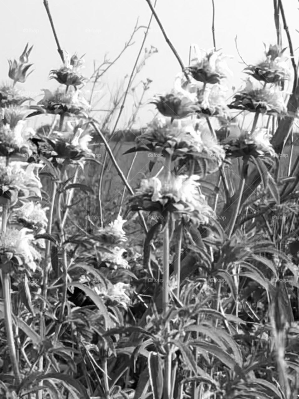 Black and white of very tall weeds that have tiers of flowers on long stems blowing in the wind