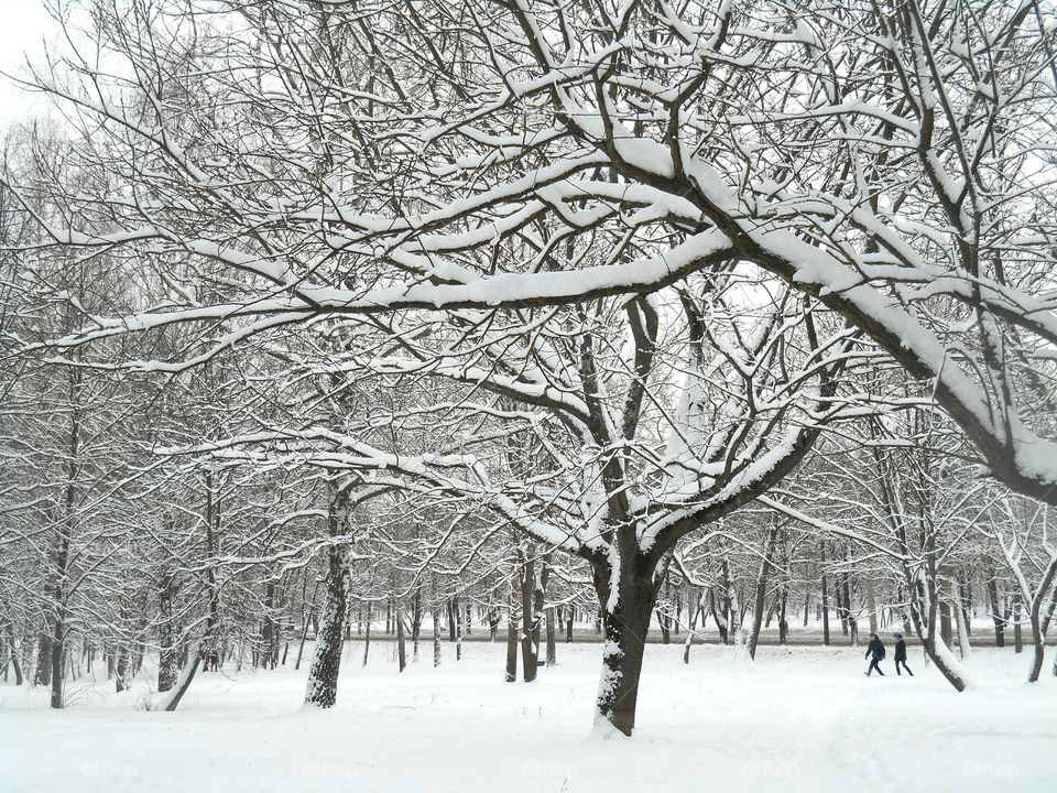 Winter, Snow, Cold, Frost, Frozen