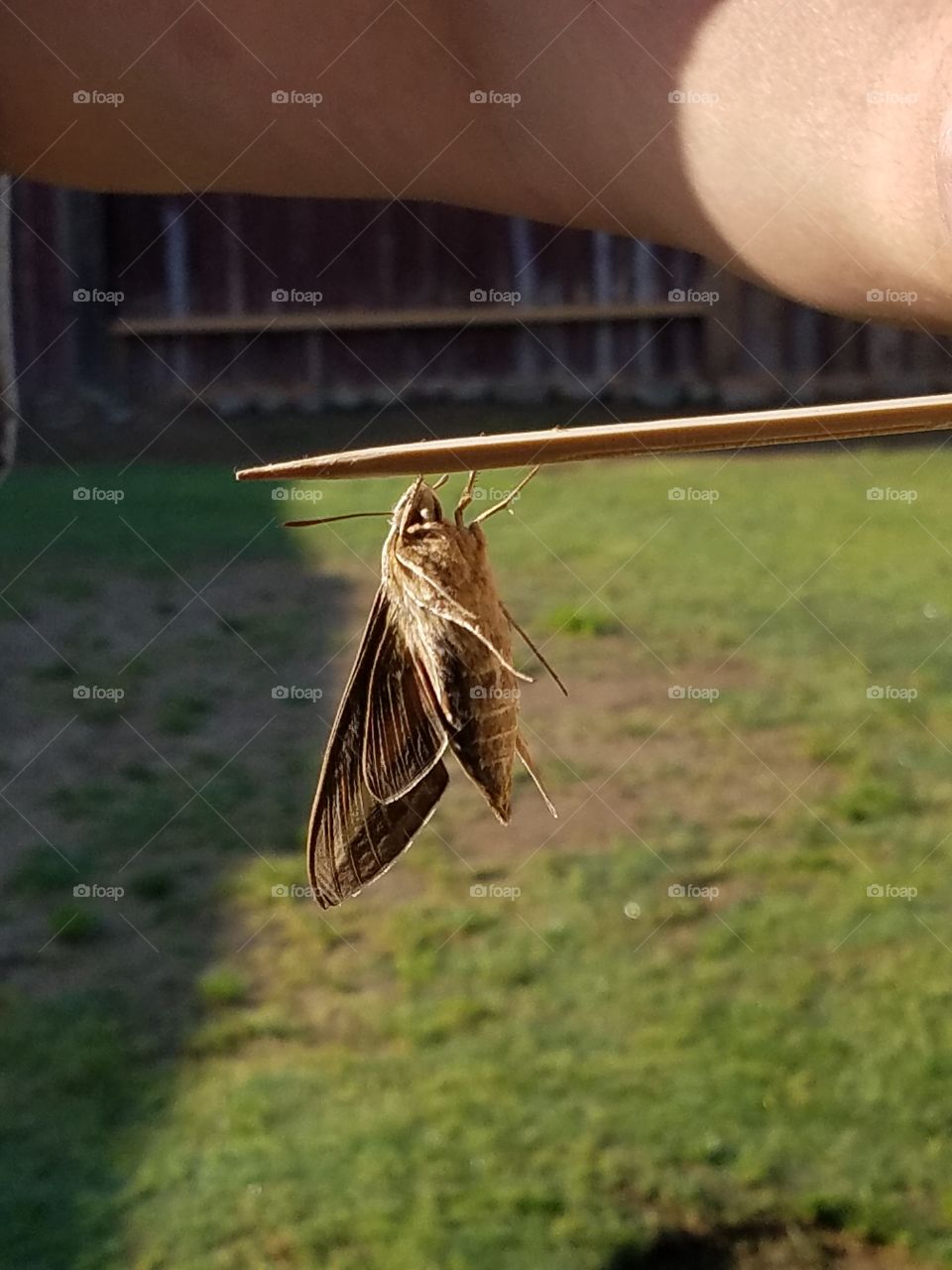 moth on a stick