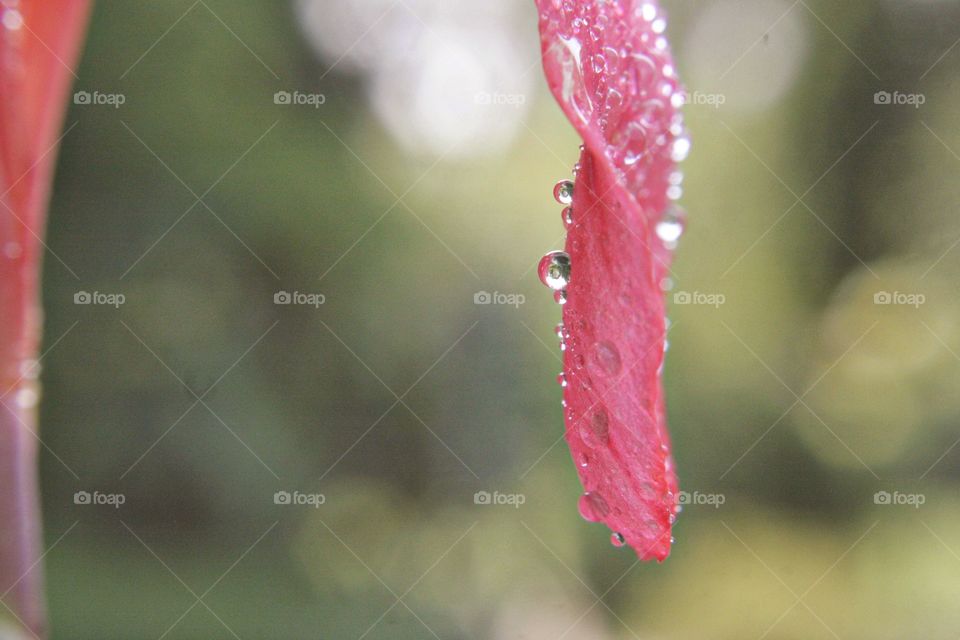 Pink flower petal with droplets of water