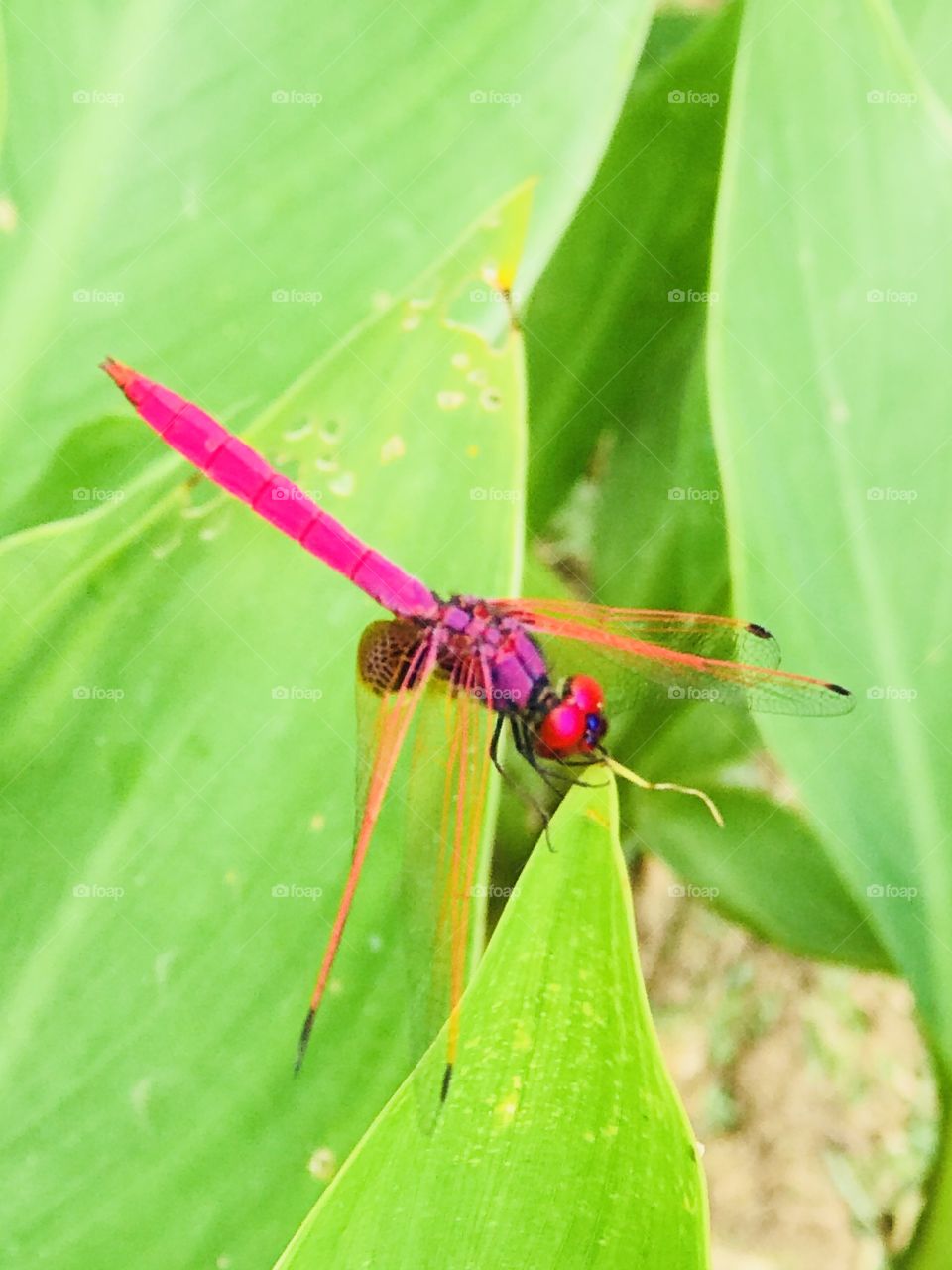 Pink colour resting dragonfly 