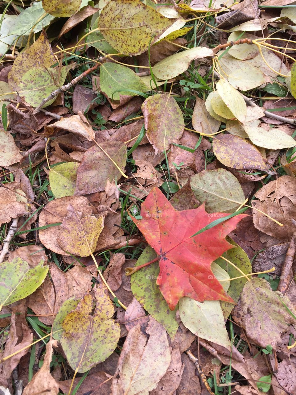 Falling leaves 