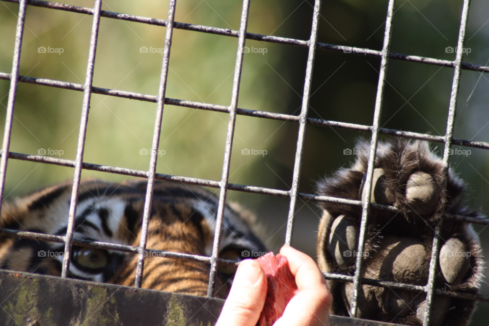 cub tiger zoo feeding by leonbritton123
