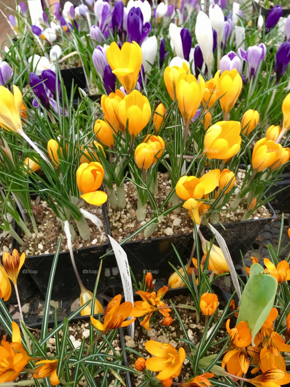 Crocus flowers 🌺 
