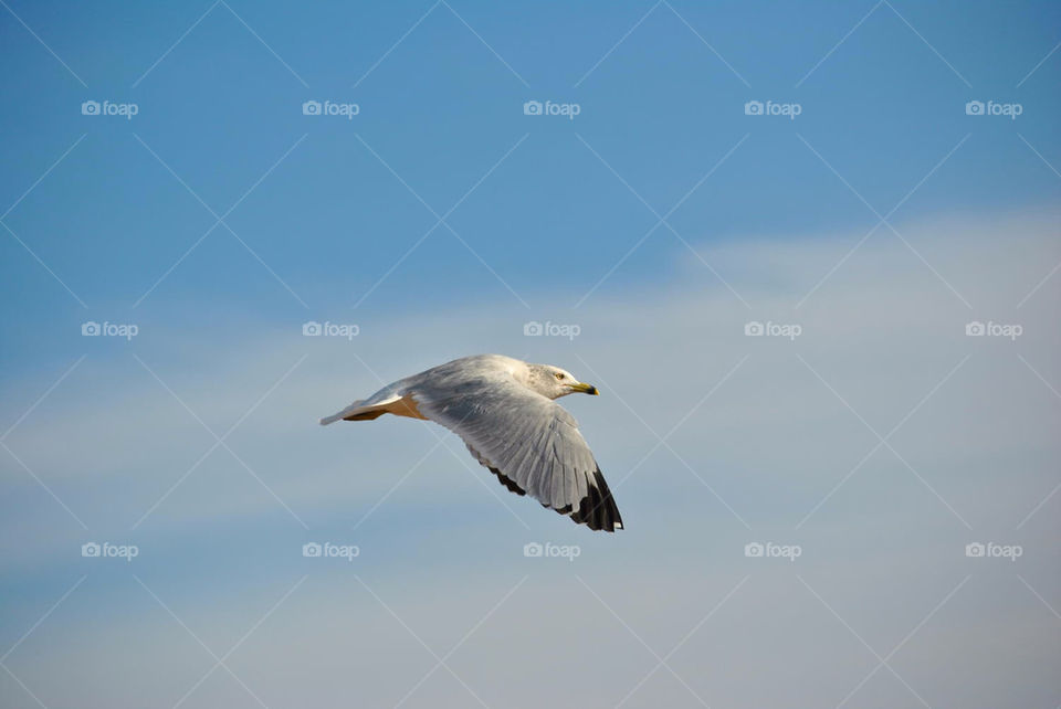 bird flight seagull nikon by ricco105