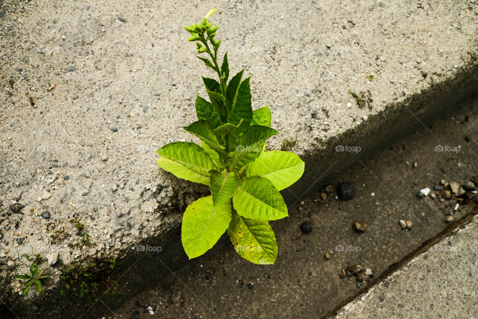 Plant growing in cement