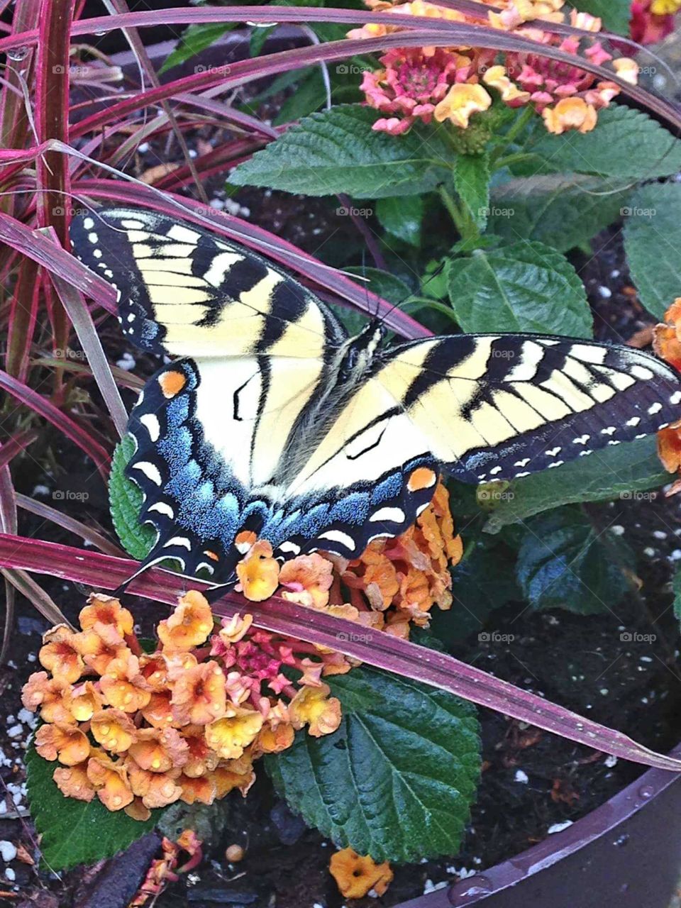 butterfly in a garden