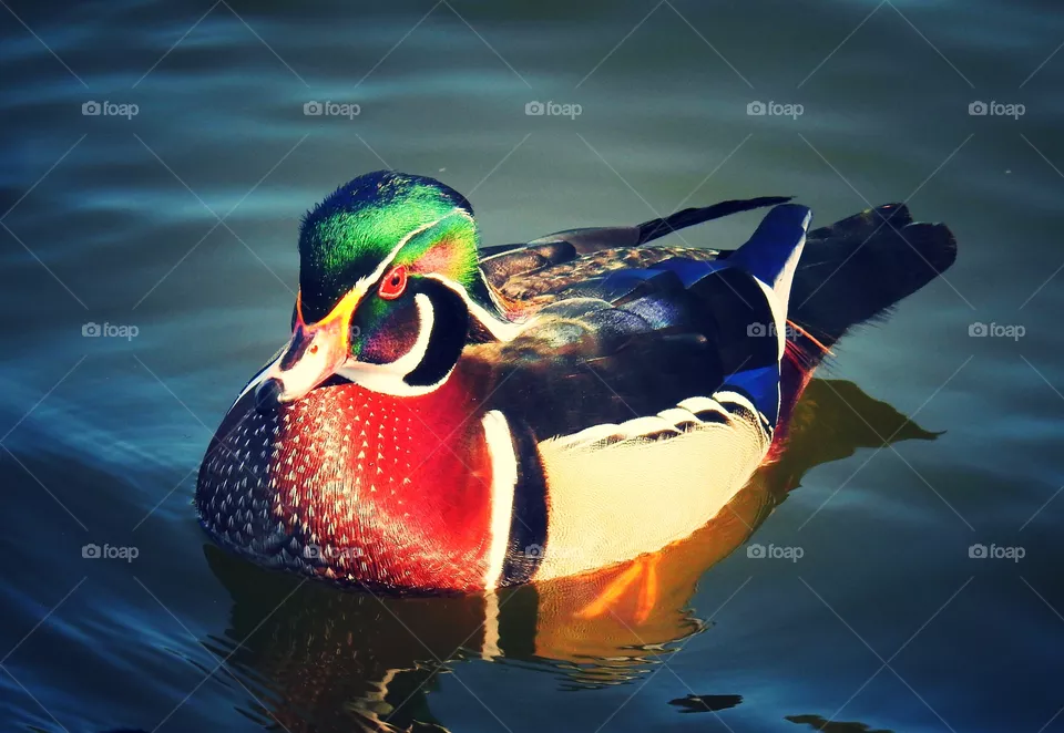 Wood Duck