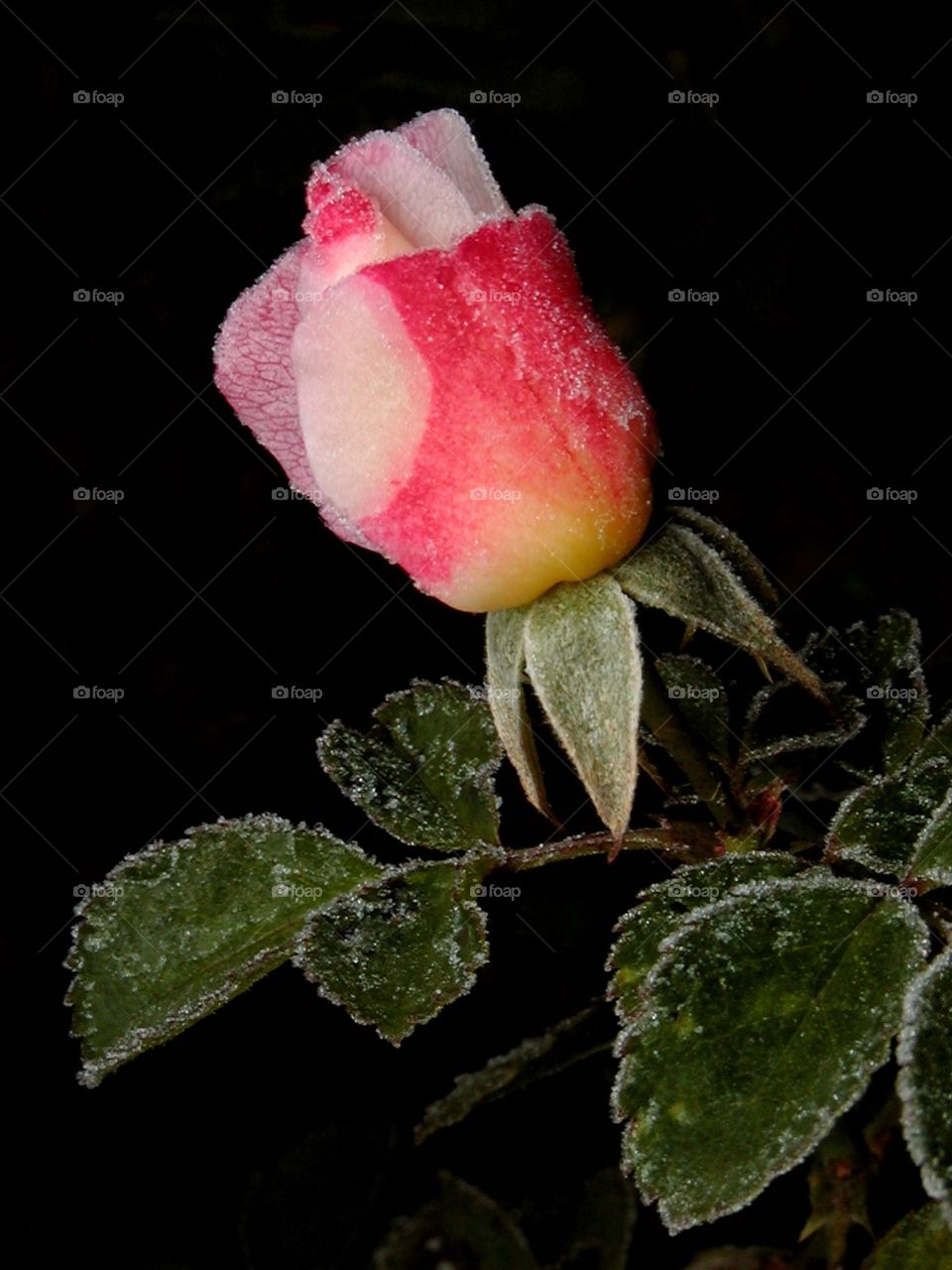 Frost on a Pink Rose