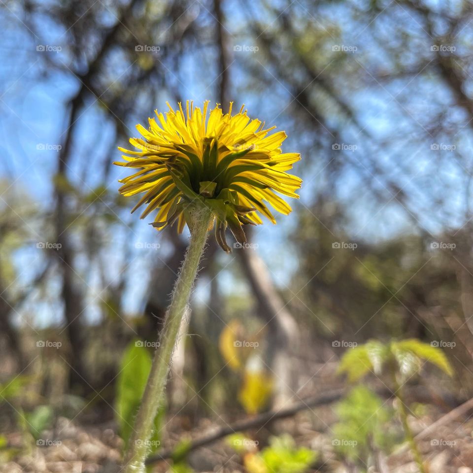 Dandelion 