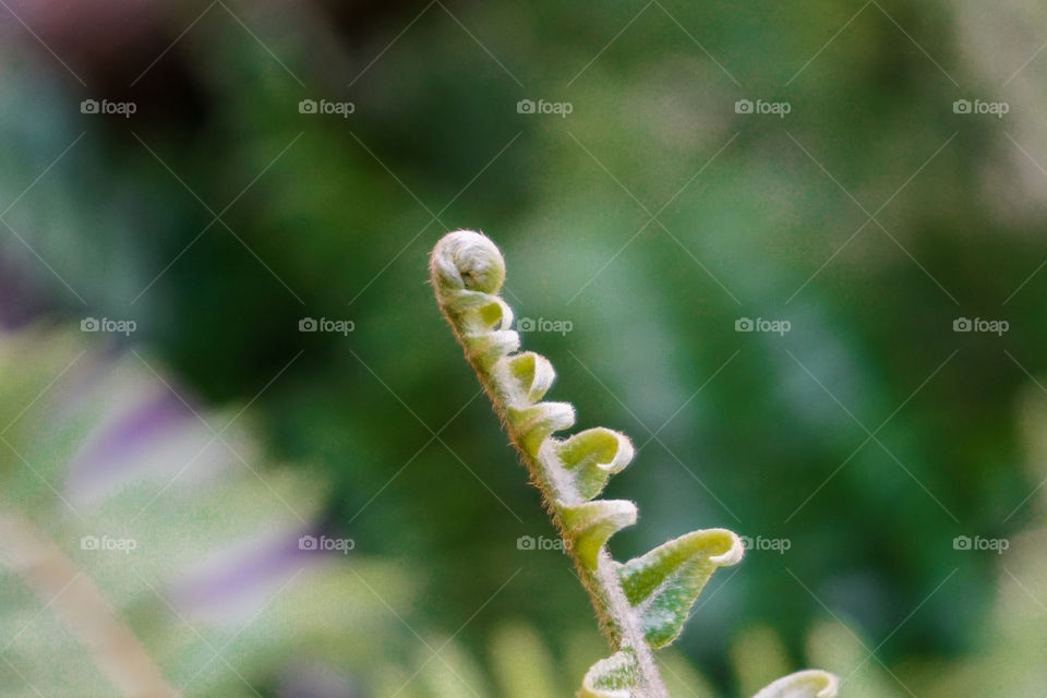 A rolled young green leaf of fern.