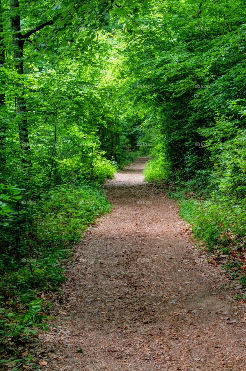 Empty road in forest