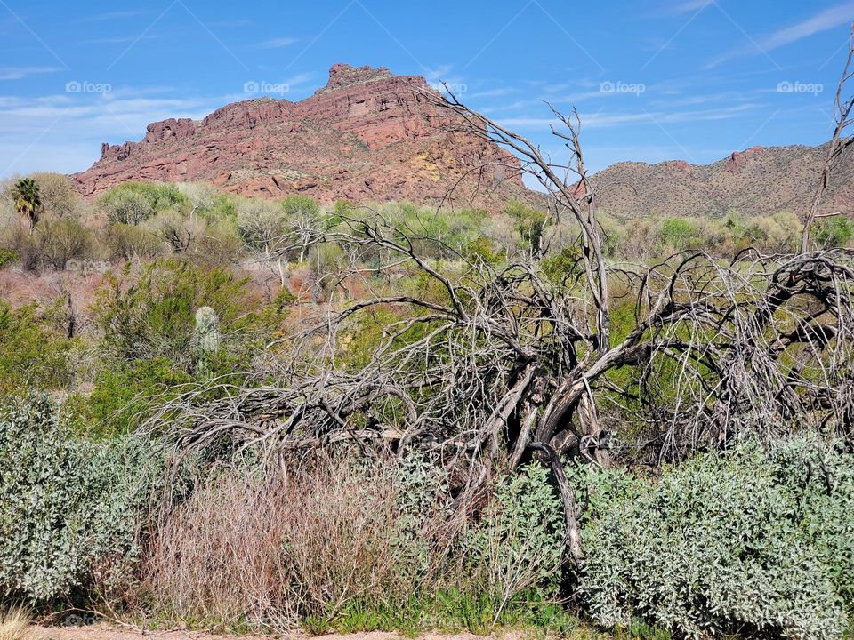 Death of a Desert Tree