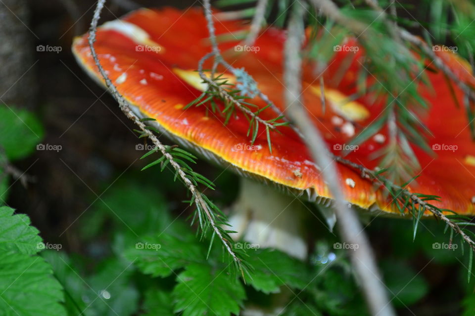 Red mushroom, flash eating mushroom