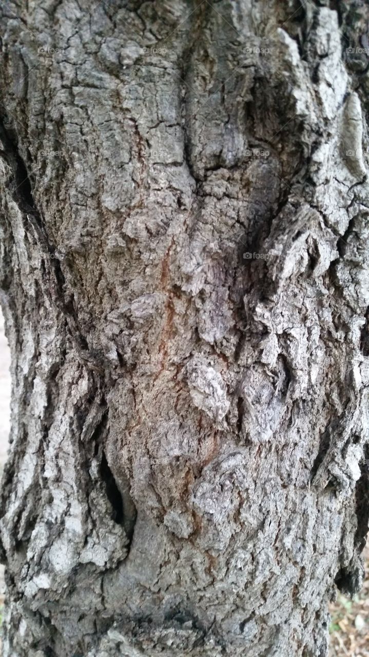 tree,bark