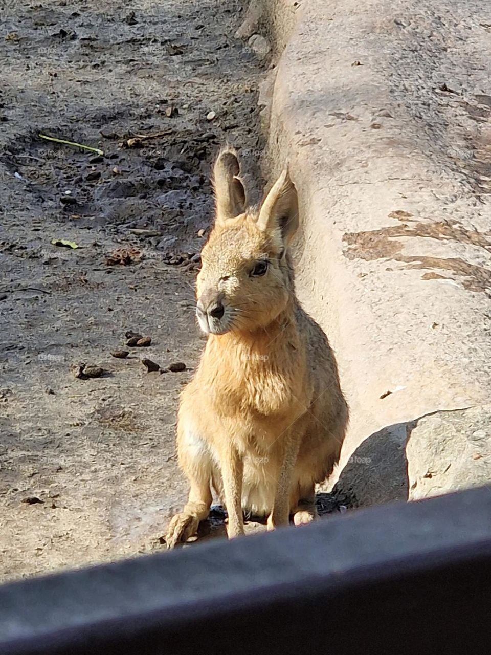 little kangaroo