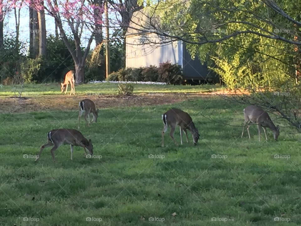 Deer grazing in suburban yard