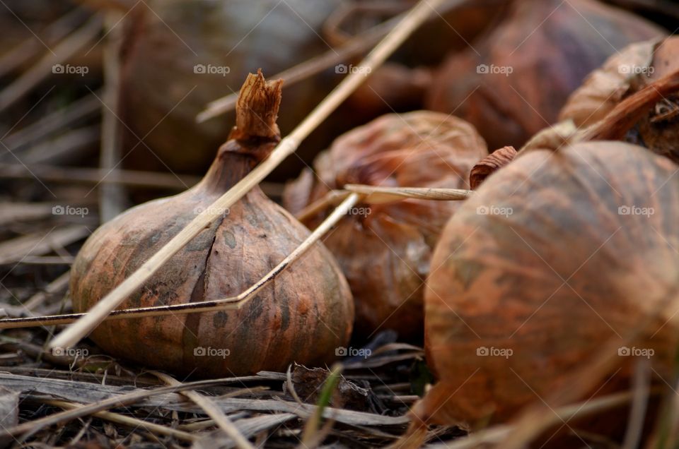 Close-up of an onions