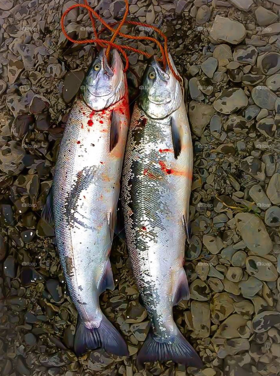 Kodiak Alaska Salmon. Kodiak Alaska